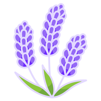 Lavender
